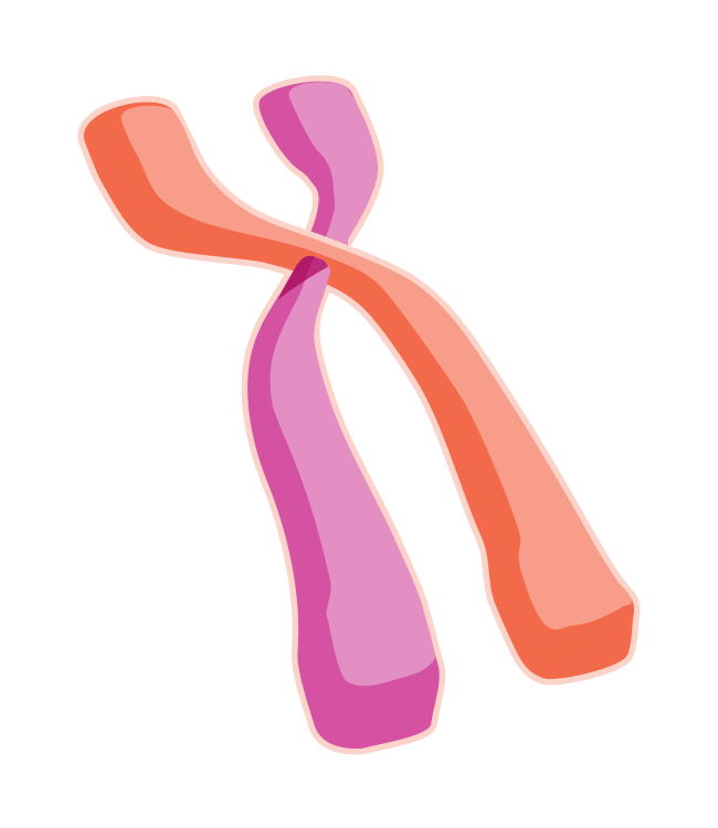 Chromosome